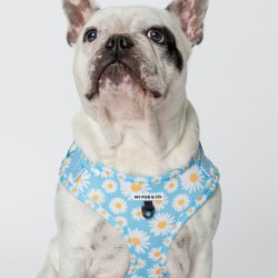 ARNES AJUSTABLE EVERY DAISY